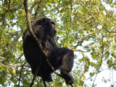 Chimpanzee Uganda travel guide