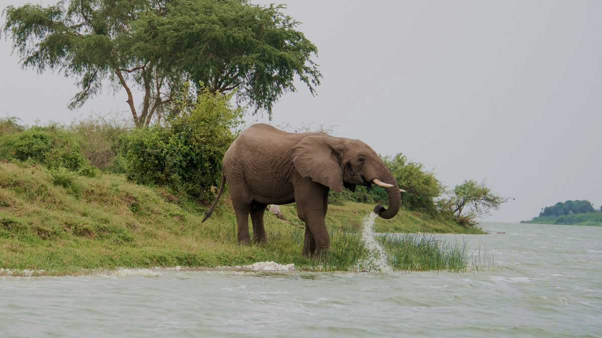 A Guide to Uganda’s National Parks