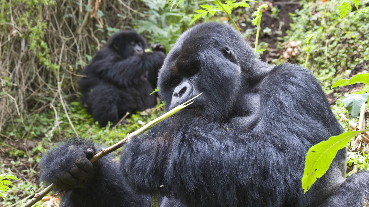 How to Prepare for Gorilla Tracking