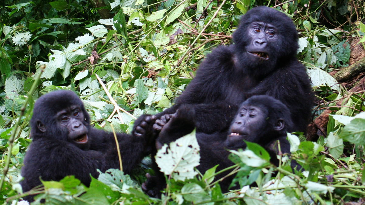 Inside a Gorilla Trekking Experience