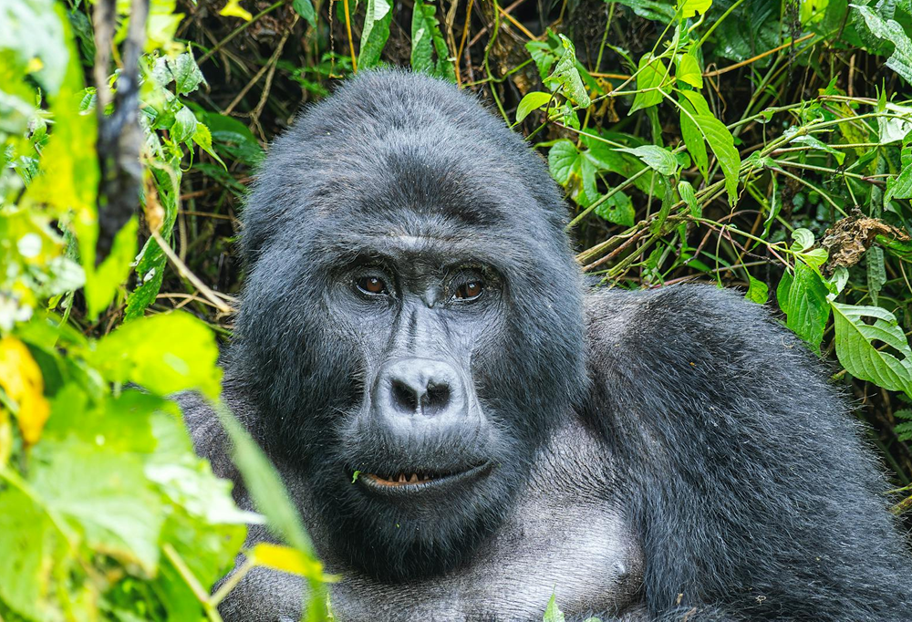 Essential Gorilla Trekking Rules: What You Must Know Before You Go