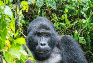 Visiting Uganda to observe mountain gorillas of Bwindi Impenetrable Forest