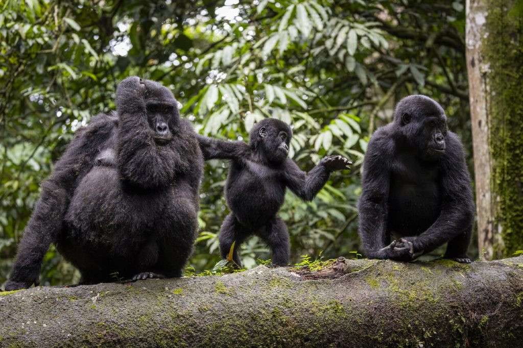 Maisie Williams Visits Bwindi and Calls Gorilla Trek a “Once in a Lifetime” Experience