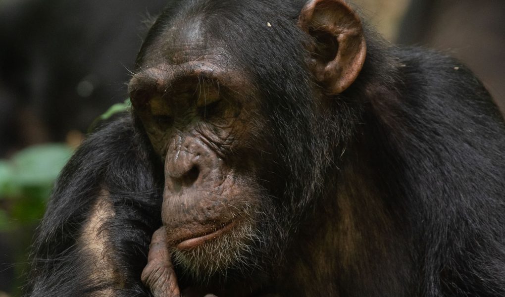 Fresh Updates for Chimpanzee Tracking 2026
