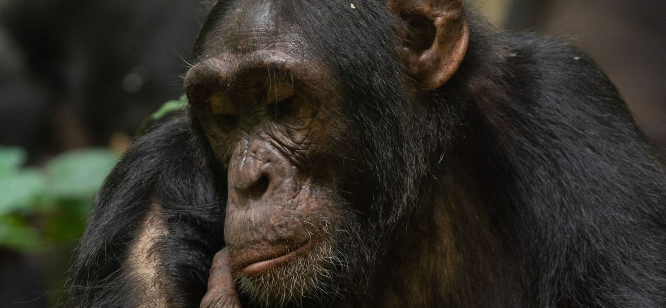 Fresh Updates for Chimpanzee Tracking 2026