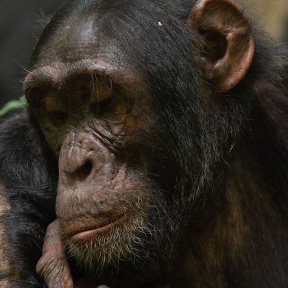 Fresh Updates for Chimpanzee Tracking 2026