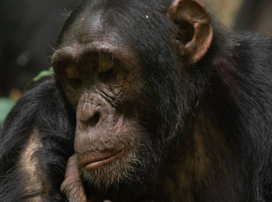 Fresh Updates for Chimpanzee Tracking 2026