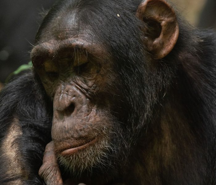 Fresh Updates for Chimpanzee Tracking 2026
