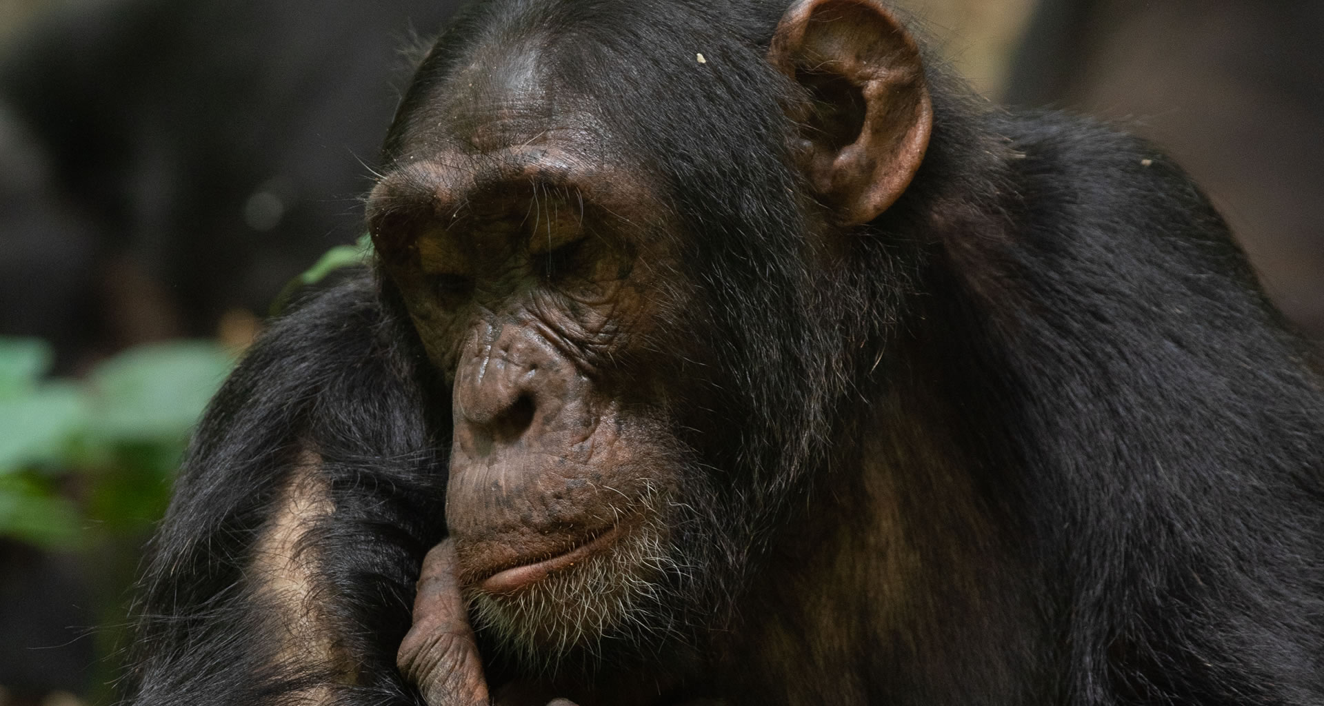 Fresh Updates for Chimpanzee Tracking 2026