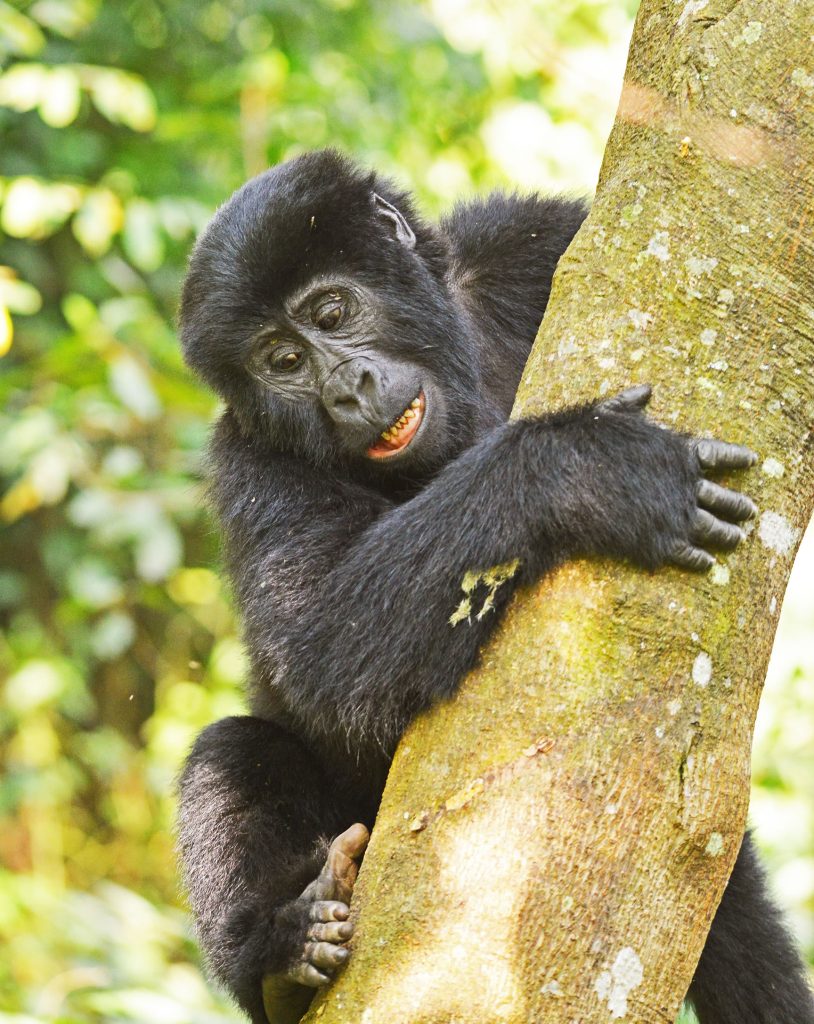 Record Bookings for Uganda Gorilla Trekking in 2026