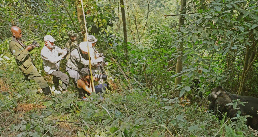 Record Bookings for Uganda Gorilla Trekking in 2026