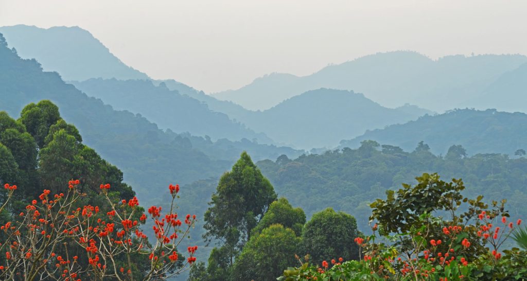 Record Bookings for Uganda Gorilla Trekking in 2026